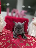 Star, a female French Bulldog for sale in Corona, CA – Photo 2 of 5