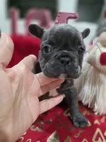 Star, a female French Bulldog for sale in Corona, CA – Photo 1 of 5