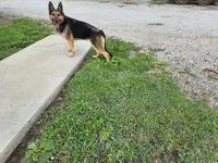 Libby, a female German Shepherd Dog for sale in Arthur, IL – 2 of 4