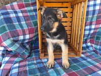 Whitney , a female German Shepherd Dog for sale in Arthur, IL – Photo 2 of 6