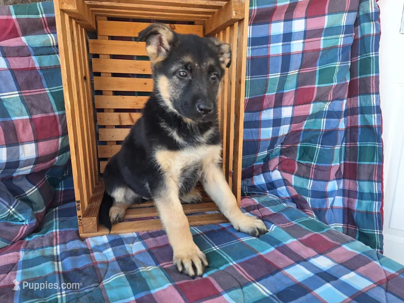 Whitney , a female German Shepherd Dog for sale in Arthur, IL – Photo 1 of 6