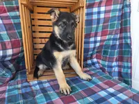 Whitney , a female German Shepherd Dog for sale in Arthur, IL – Photo 1 of 6