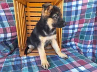 Whitney , a female German Shepherd Dog for sale in Arthur, IL – Photo 5 of 6