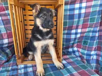 Whitney , a female German Shepherd Dog for sale in Arthur, IL – Photo 6 of 6