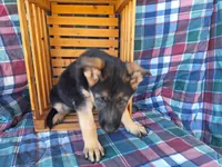 Whitney , a female German Shepherd Dog for sale in Arthur, IL – Photo 3 of 6
