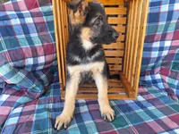 Whitney , a female German Shepherd Dog for sale in Arthur, IL – Photo 4 of 6