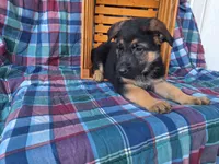 Bowser, a male German Shepherd Dog for sale in Arthur, IL – Photo 5 of 6