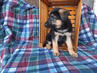 Bowser, a male German Shepherd Dog for sale in Arthur, IL – Photo 6 of 6