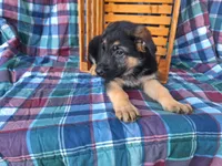 Bowser, a male German Shepherd Dog for sale in Arthur, IL – Photo 2 of 6