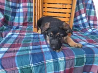Bowser, a male German Shepherd Dog for sale in Arthur, IL – Photo 4 of 6