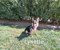 Lynette , a female German Shepherd Dog for sale in Arthur, IL – 1 of 1