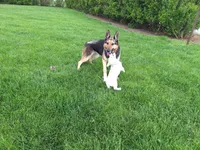 Libby, a female German Shepherd Dog for sale in Arthur, IL – 3 of 4