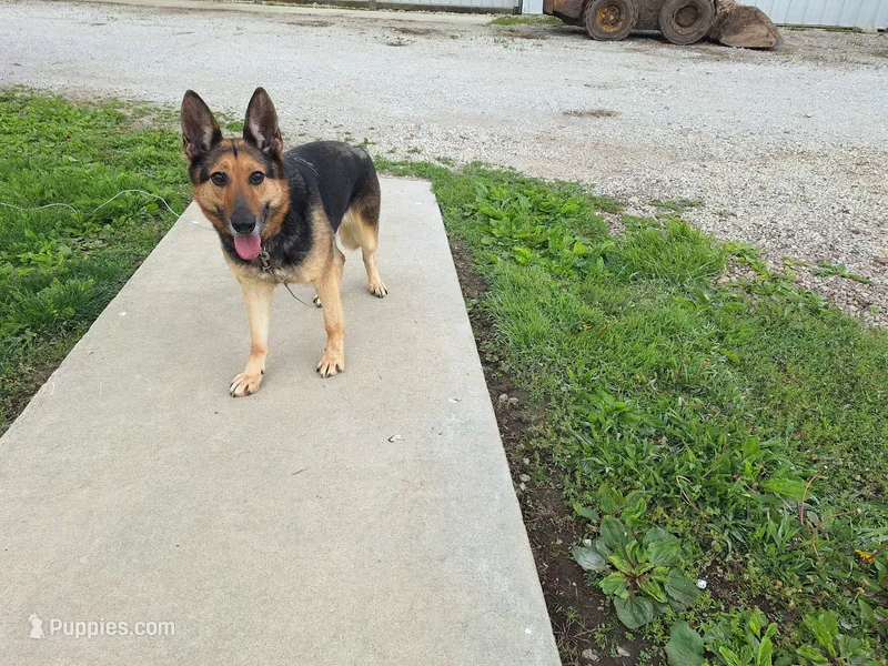 Libby – German Shepherd Dog puppy for sale in Arthur, IL