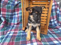 Heidi , a female German Shepherd Dog for sale in Arthur, IL – Photo 5 of 6