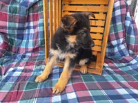 Heidi , a female German Shepherd Dog for sale in Arthur, IL – Photo 4 of 6