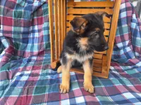 Heidi , a female German Shepherd Dog for sale in Arthur, IL – Photo 3 of 6