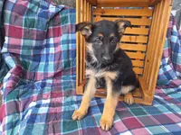 Heidi , a female German Shepherd Dog for sale in Arthur, IL – Photo 6 of 6