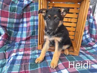 Heidi , a female German Shepherd Dog for sale in Arthur, IL – Photo 1 of 6