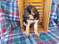 Chloe, a female German Shepherd Dog for sale in Arthur, IL – Photo 3 of 6