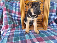 Chloe, a female German Shepherd Dog for sale in Arthur, IL – Photo 4 of 6