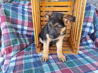 Chloe, a female German Shepherd Dog for sale in Arthur, IL – Photo 2 of 6