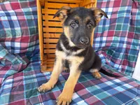Chloe, a female German Shepherd Dog for sale in Arthur, IL – Photo 1 of 6