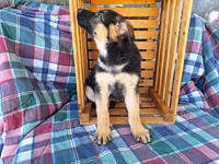 Chloe, a female German Shepherd Dog for sale in Arthur, IL – Photo 6 of 6