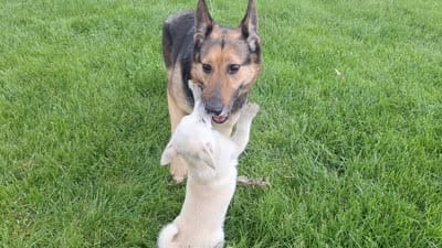 Libby, a female German Shepherd Dog for sale in Arthur, IL – 4 of 4