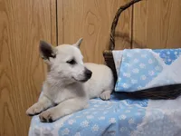 Timmy , a male Jack Russell Terrier for sale in Arthur, IL – Photo 3 of 3