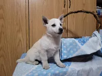 Timmy , a male Jack Russell Terrier for sale in Arthur, IL – Photo 2 of 3
