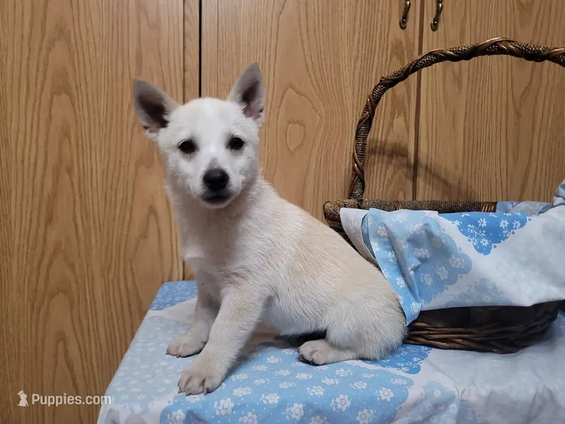 Timmy  – Jack Russell Terrier puppy for sale in Arthur, IL