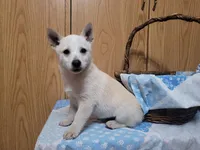 Timmy , a male Jack Russell Terrier for sale in Arthur, IL – Photo 1 of 3