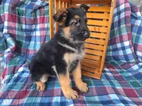 Buddy , a male German Shepherd Dog for sale in Arthur, IL – Photo 3 of 6