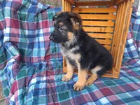 Buddy , a male German Shepherd Dog for sale in Arthur, IL – Photo 6 of 6