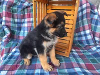 Buddy , a male German Shepherd Dog for sale in Arthur, IL – Photo 4 of 6