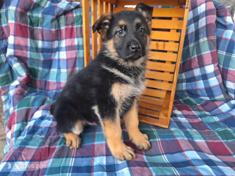 Buddy , a male German Shepherd Dog for sale in Arthur, IL – Photo 1 of 6