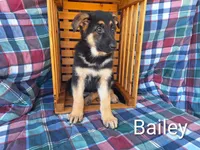 Bailey , a female German Shepherd Dog for sale in Arthur, IL – Photo 3 of 6