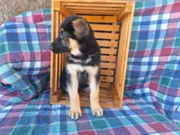 Bailey , a female German Shepherd Dog for sale in Arthur, IL – Photo 2 of 6