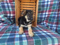 Bailey , a female German Shepherd Dog for sale in Arthur, IL – Photo 6 of 6