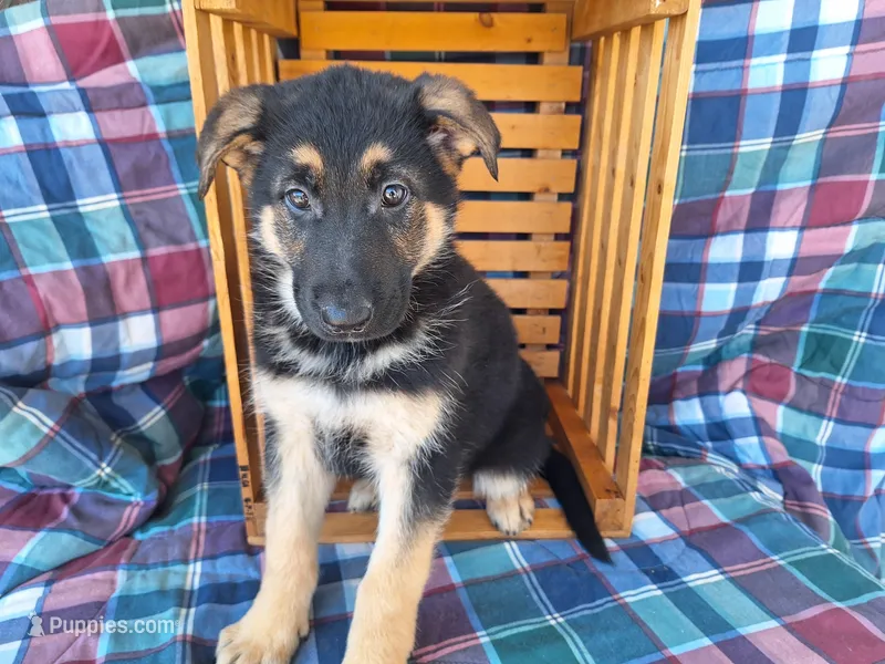 Bailey , a female German Shepherd Dog for sale in Arthur, IL – Photo 1 of 6