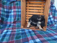 Princess , a female German Shepherd Dog for sale in Arthur, IL – Photo 2 of 6