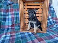 Princess , a female German Shepherd Dog for sale in Arthur, IL – Photo 5 of 6