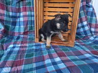 Princess , a female German Shepherd Dog for sale in Arthur, IL – Photo 3 of 6