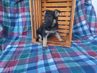 Princess , a female German Shepherd Dog for sale in Arthur, IL – Photo 1 of 6