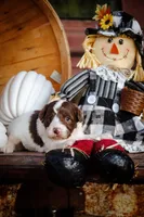 Mollies puppies, a male Miniature Aussiedoodle for sale in Jonesboro, AR – Photo 3 of 5