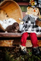 Mollies puppies, a male Miniature Aussiedoodle for sale in Jonesboro, AR – Photo 4 of 5