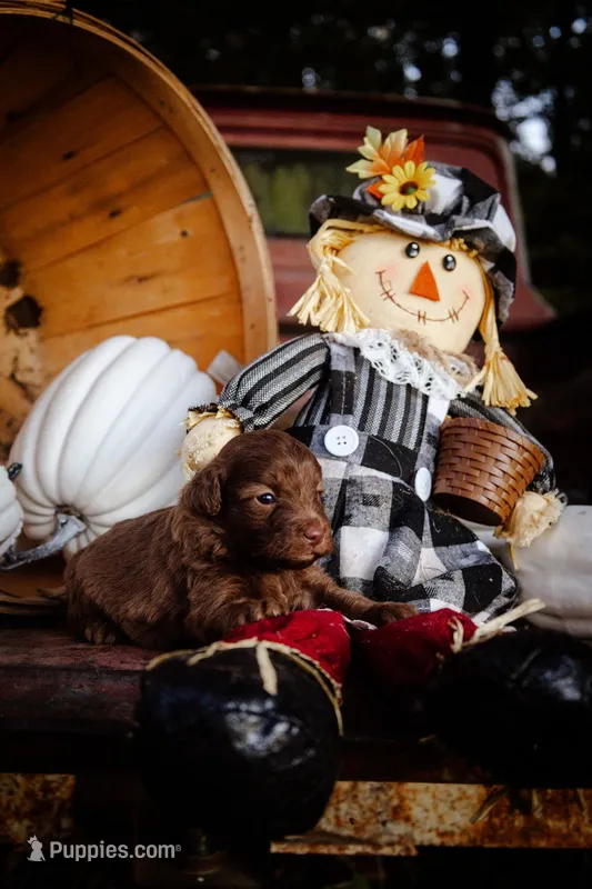 Mollies puppies, a male Miniature Aussiedoodle for sale in Jonesboro, AR – Photo 1 of 5