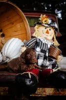 Mollies puppies, a male Miniature Aussiedoodle for sale in Jonesboro, AR – Photo 1 of 5