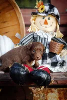 Mollies puppies, a male Miniature Aussiedoodle for sale in Jonesboro, AR – Photo 5 of 5