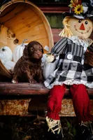 Mollies puppies, a male Miniature Aussiedoodle for sale in Jonesboro, AR – Photo 2 of 5